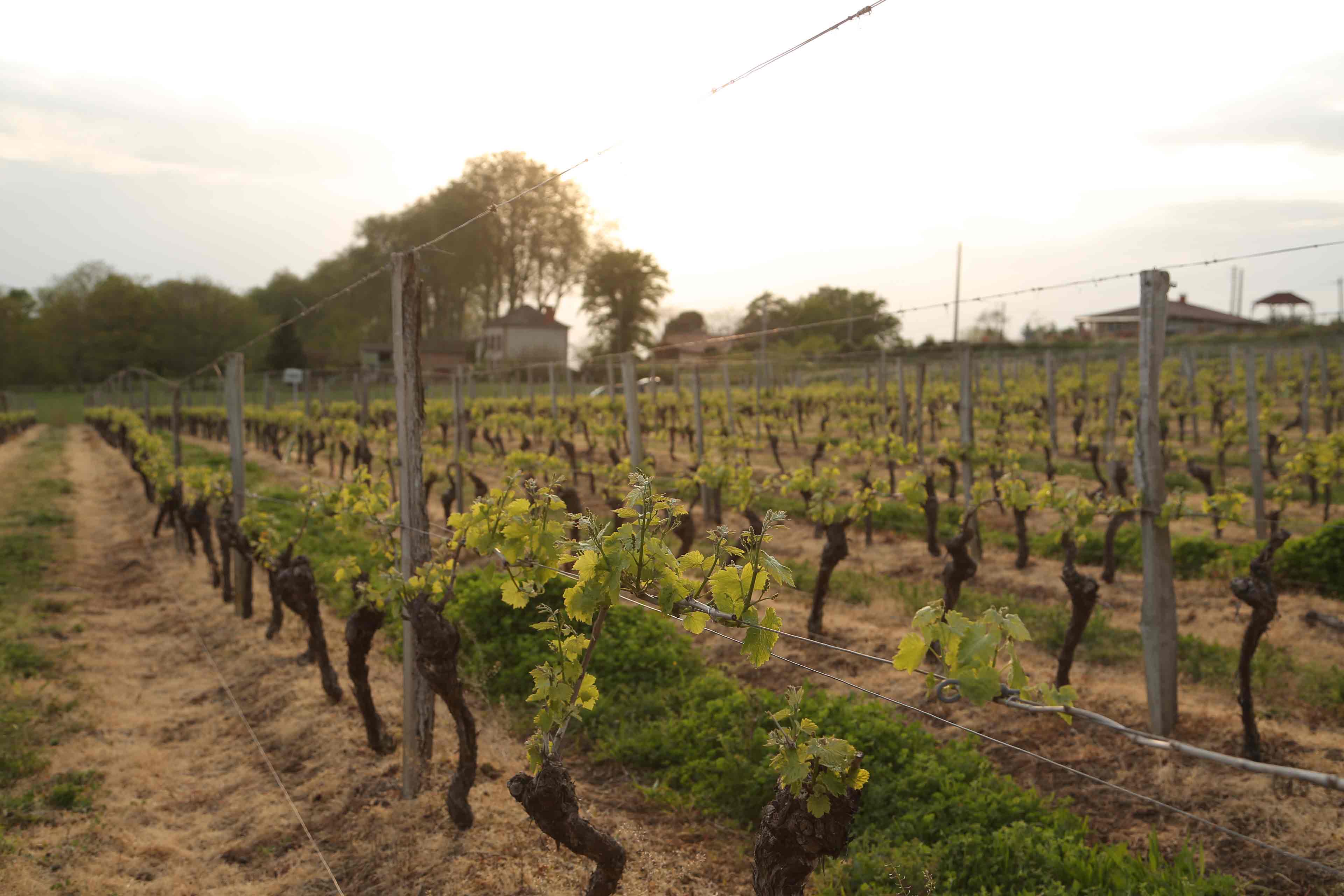 コロナ禍により、フランスの葡萄園は小規模化と精緻化していく傾向がある