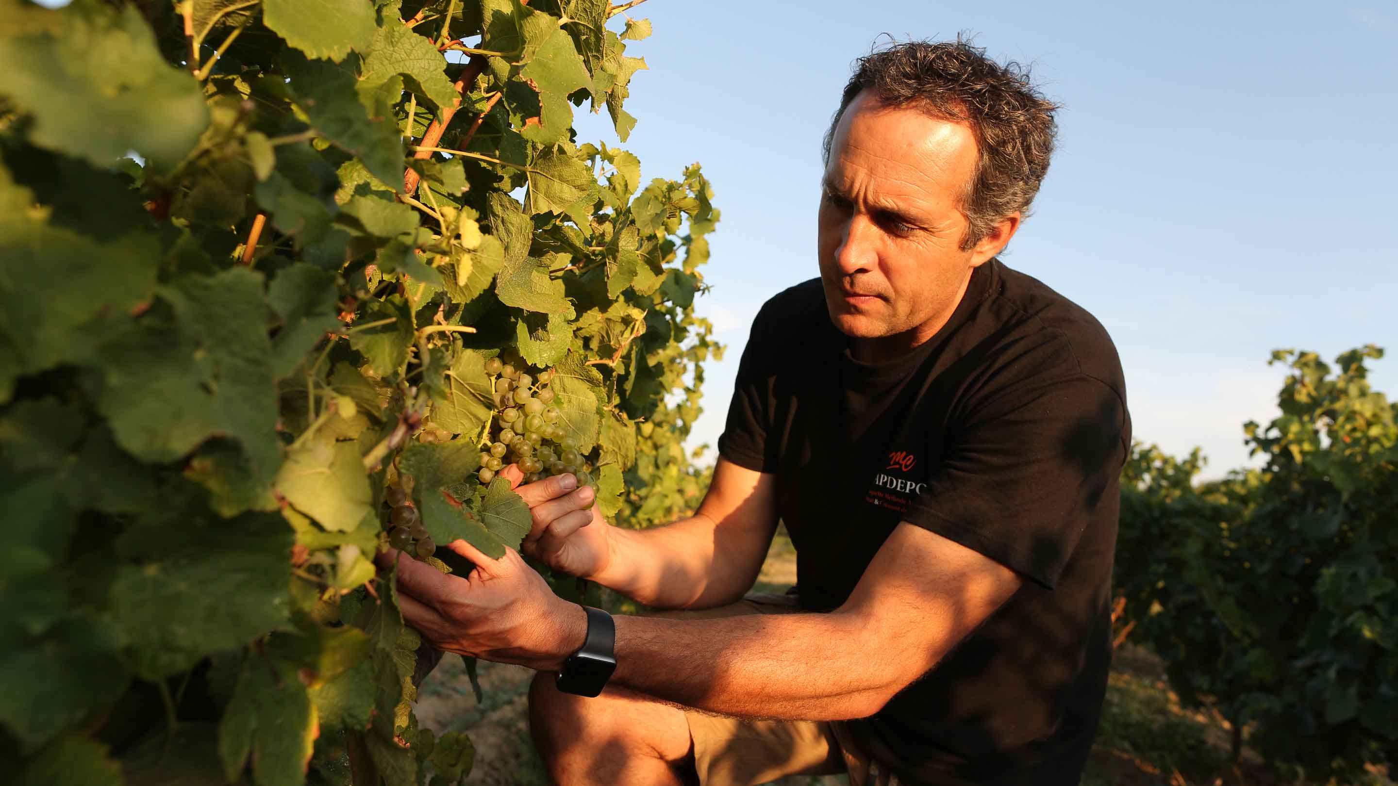 致力於有機葡萄種植的CAPDEPON家族葡萄園管理者David CAPDEPON。