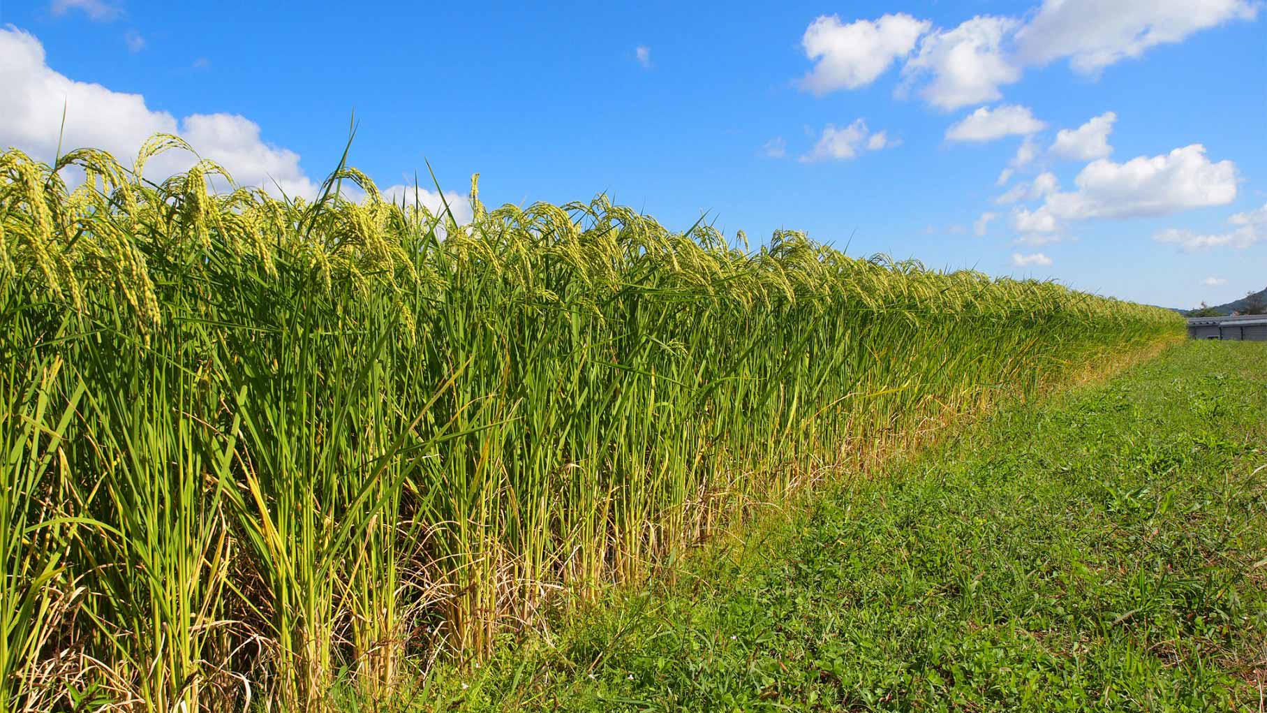 提升自社耕作的優質酒米是金光酒造努力發展的願景。