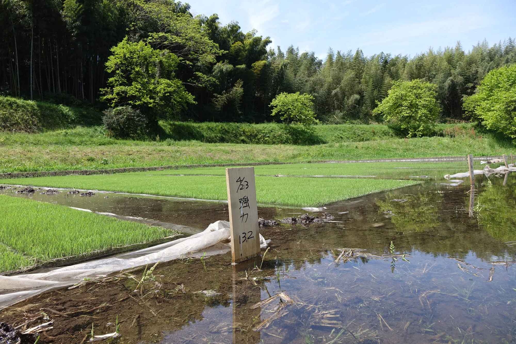 良い酒米で醸造することは「山根酒造場」が誇りを持って固く守っていることです