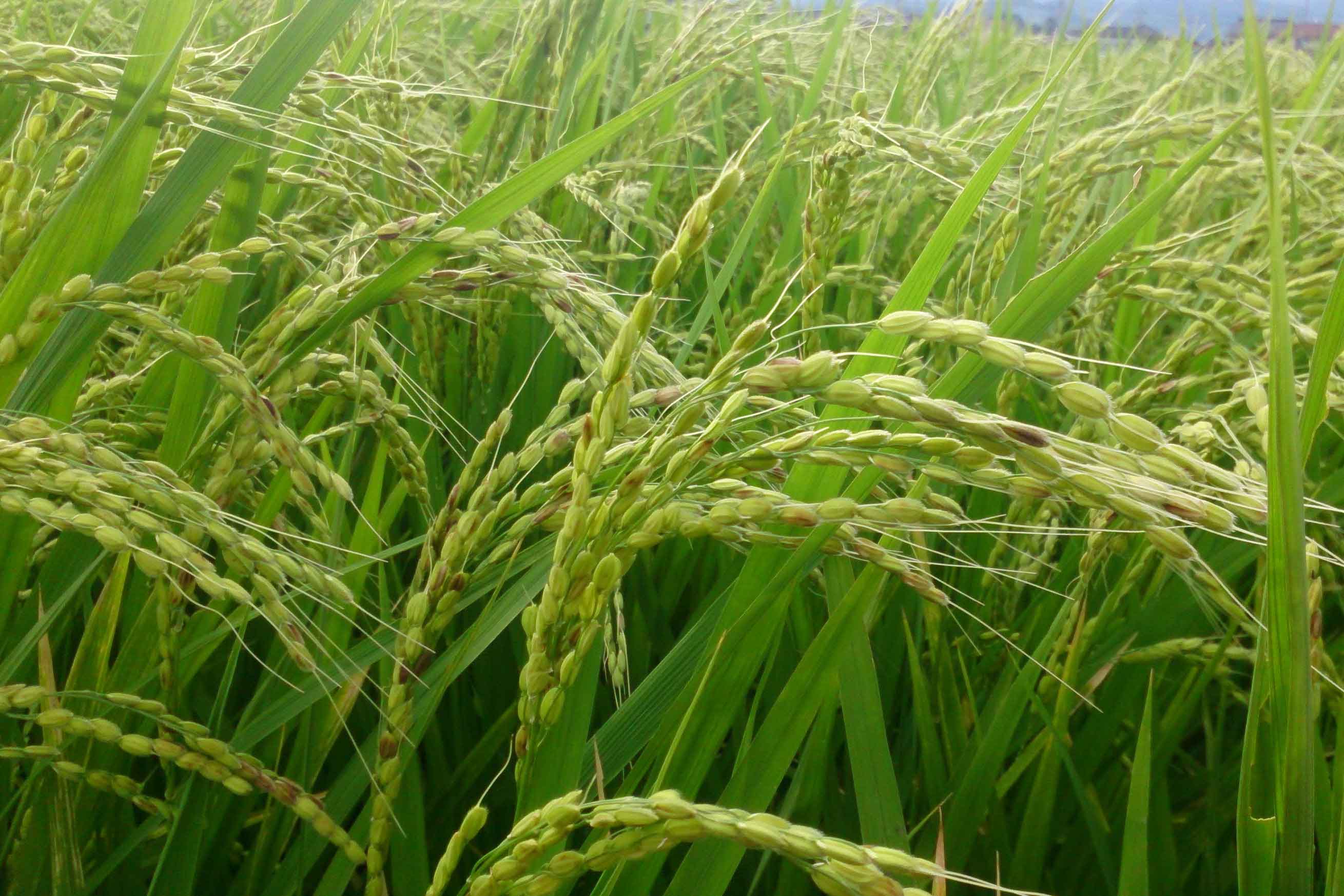 足柄平原所栽植的酒造好適米── 「若水」。