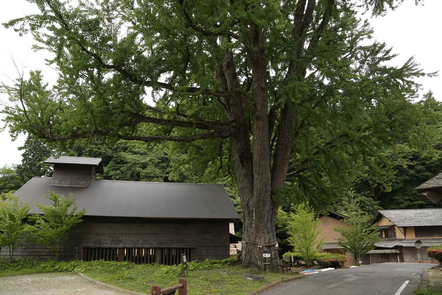 高殿の横に立つ桂の巨木は、たたらの神様「金屋子神」が降り立ったご神木とされている